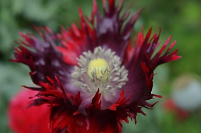 Papaver somniferum